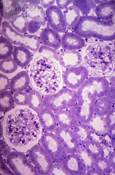 Glomeruli und Tubuli in der Niere