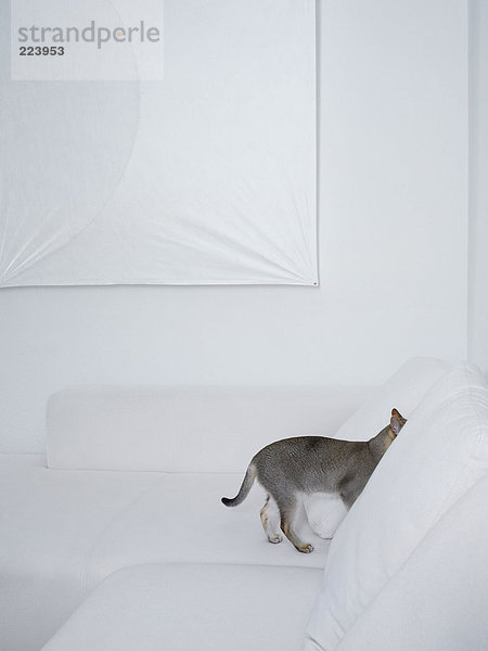 Graue Katze versteckt in einem weißen Sofa