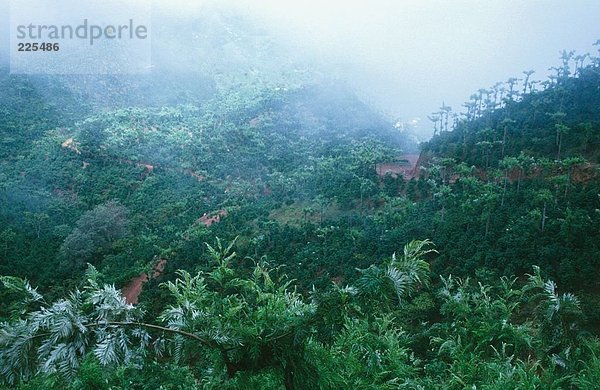 Erhöhte Ansicht von Wald bedeckt mit Nebel  Guatemala  Mexiko