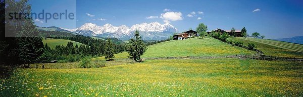 Blumen auf grasbewachsenen Landschaft  Tirol  Österreich