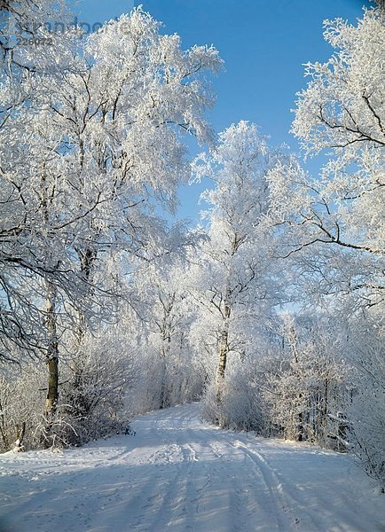 Gefrorene Bäume im Wald  Worpswede  Teufelsmoor  Niedersachsen  Deutschland