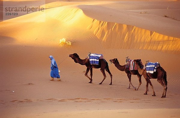 hoch oben führen Mensch Wüste Ansicht Flachwinkelansicht Kamel Winkel