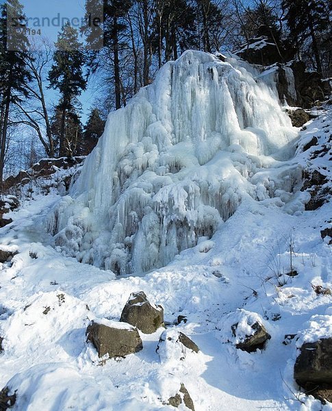 Bäume auf verschneiten Hill  Bad Harzburg  Deutschland