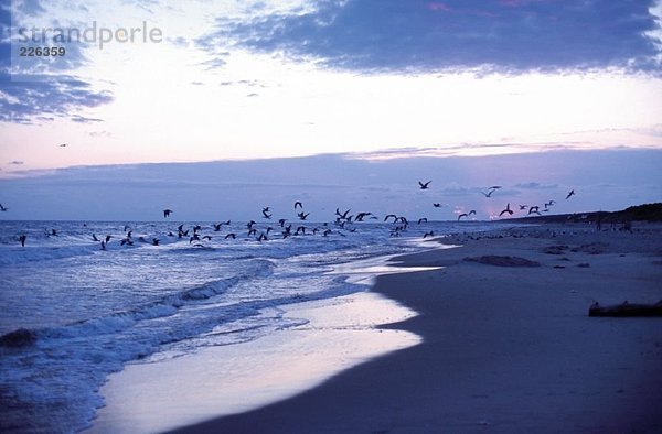 Vögel fliegen über Meer am Strand