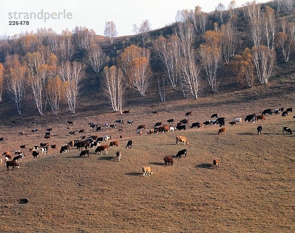 Erhöhte Ansicht der Herde Kühe im Feld  China