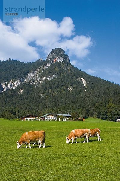 Kühe im Feld  Berchtesgadener Land  Chiemgau  Bayern  Deutschland