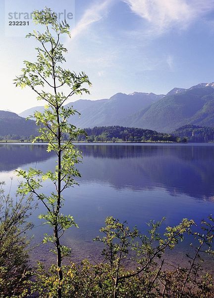 Nahaufnahme Pflanze mit See im Hintergrund  See Bohinj  Slowenien  Jugoslawien