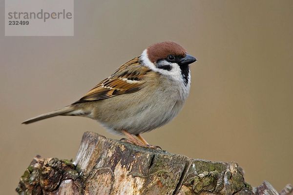 Nahaufnahme der Sparrow auf Baumstumpf