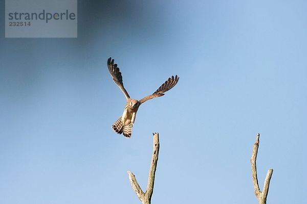 Turmfalke Falco tinnunculus fliegen fliegt fliegend Flug Flüge Vogel Falke