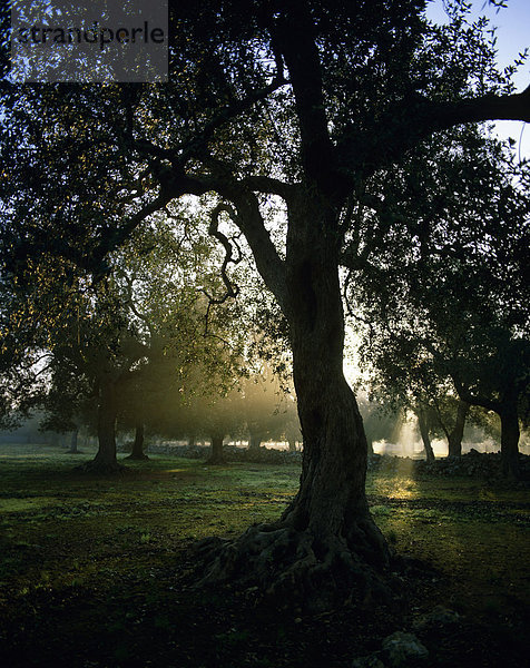 Italien  Olivenbaum am Morgen