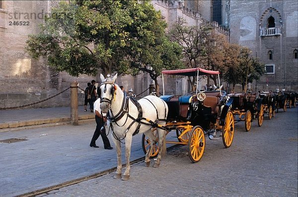 Pferd gezogenen Wagen an Dom  Sevilla  Andalusien  Spanien