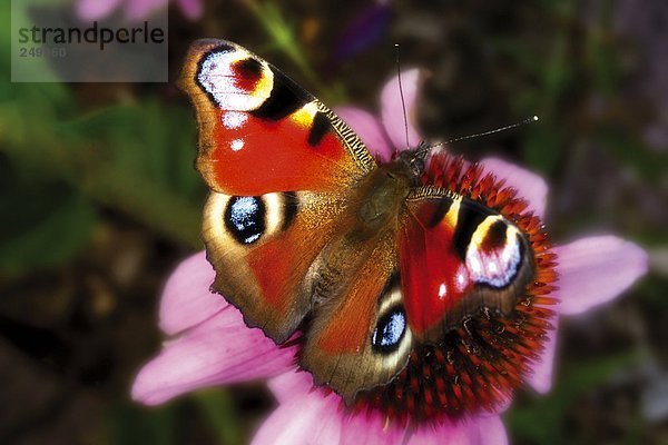Schmetterling  Pfauenauge  Inachis io  Nahaufnahme