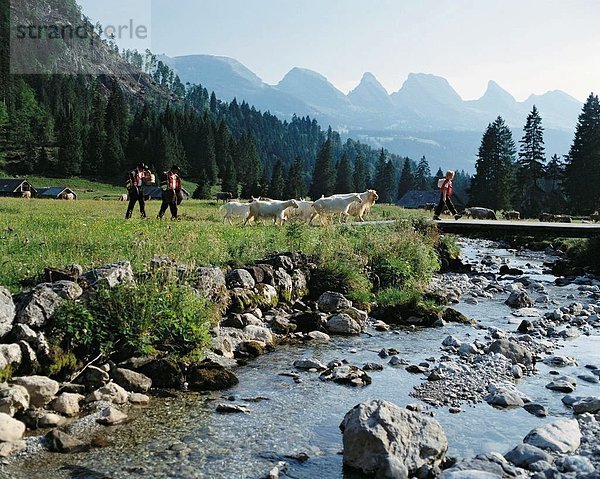 10091118  Abend  Sonne  Alp  Aufzug  Bach  Churfirsten  Schweiz  Europa  Toggenburg  Trachten  deuten  Kindermädchen-