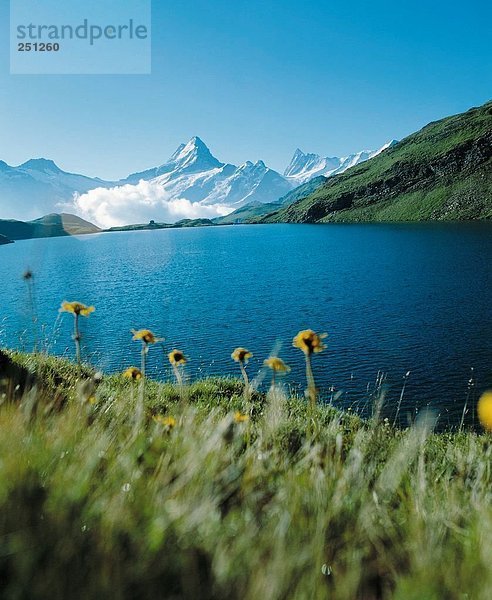 Landschaftlich schön landschaftlich reizvoll Berg Blume Himmel See Meer Alpen blau Kanton Bern Bergsee