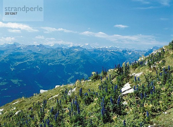 10113894  Alm  Gebirge  Berg-Panorama  Blume Wiese  Glarner Alpen  Alpen  Landschaft  Schweiz  Europa  Wiesen