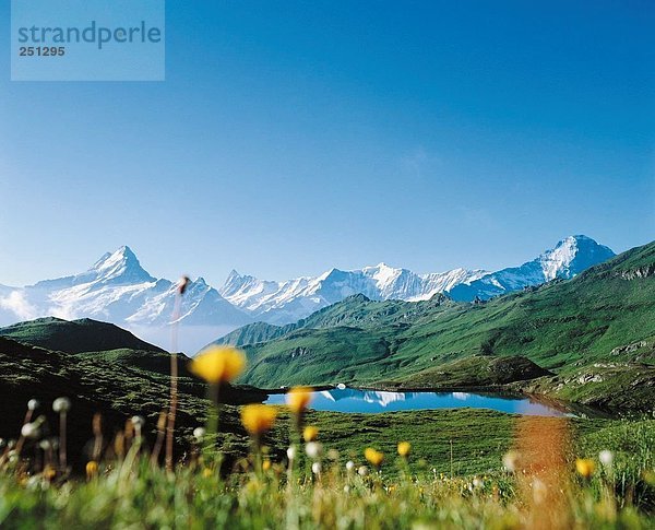 Landschaftlich schön landschaftlich reizvoll Berg Blume See Meer Alpen Berner Oberland Bergsee Bergpanorama