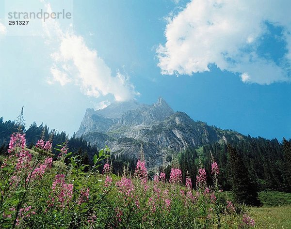 Landschaftlich schön landschaftlich reizvoll Berg Blume Europäische Union EU Alpen Berner Oberland Kanton Bern Schweiz
