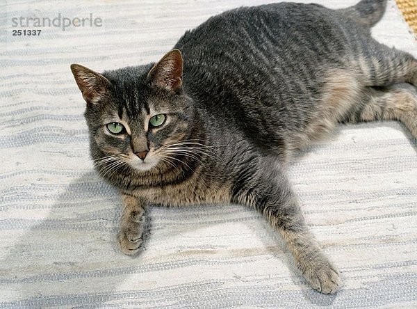 grau innerhalb Teppichboden Teppich Teppiche Katze Wandteppich Hauskatze