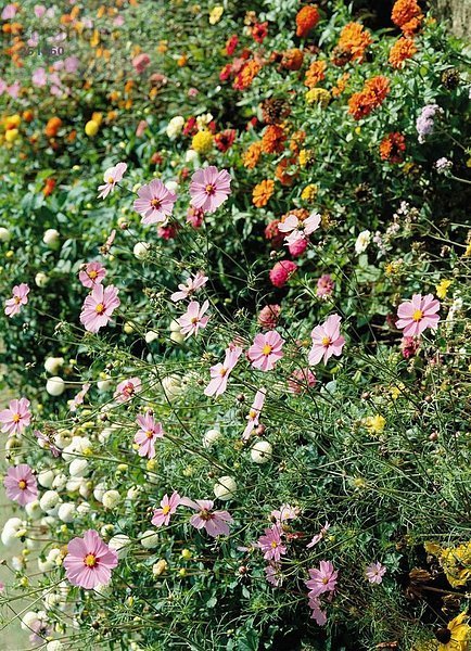 10170368  Blumen  Blume-Garten  hell  Farben  Frühling  close-up  blüht  blüht