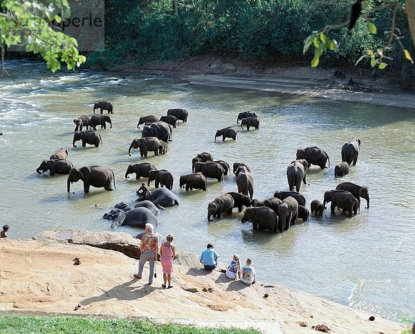 10185116  Baden  Schwimmen  Besucher  Elefant  Krankenpflege Bahnhof  Sri Lanka  Asien  Tourismus