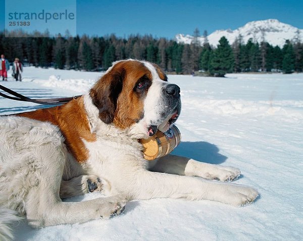 10192227  St. Bernard Hund  Alm Hund  Hund  außerhalb  wenig rum Tonne  Schnee Liegerad  Winter