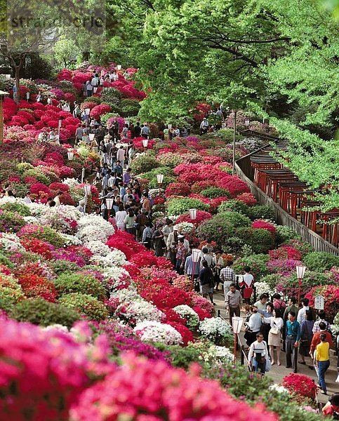10194653  Azaleen  Garten  in der Nähe von Nezu Tempel  Besucher  Blume zeigen  Leben  Tokio  Japan  Asien
