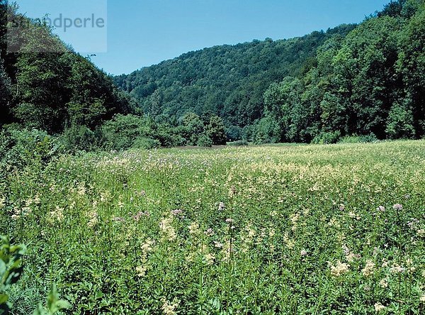 Naturschutzgebiet Landschaftlich schön landschaftlich reizvoll Europa Tal Landschaft Feuchtgebiet Biotop Teich Schweiz