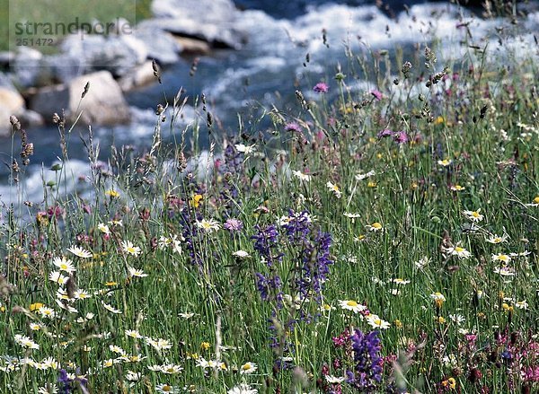 10225419  alpine  gedeihen Alpen  Bach  Creek  Bach  Blumen  Ufer  Vegetation  Wiese  Blume  Baumblüte