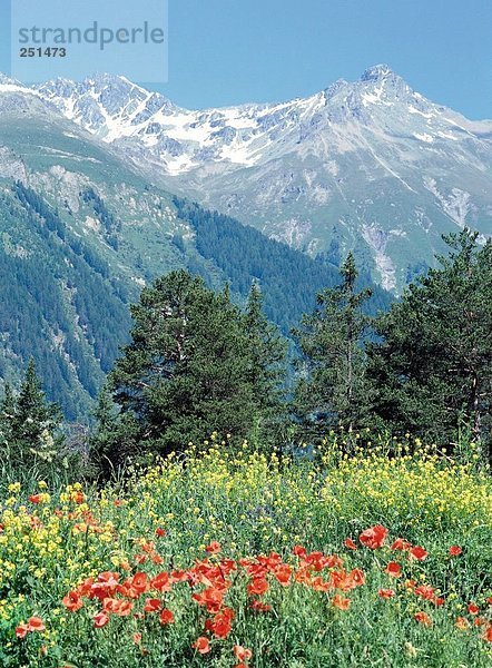 10225427  Feld  Senf  Gebirge  Landschaft  Mohn  Schutt Ort  Tal  Unkraut  Wiese  Schweiz