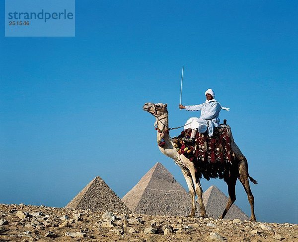 10256522  Ägypten  Nordafrika  Gizeh  Hintergrund  Pyramiden  Kamel  Fahrer  Wüste