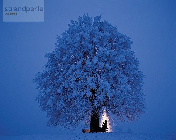 Schneedecke Baum Silhouette Neujahrstag Feuerwerk Schnee bei Nacht