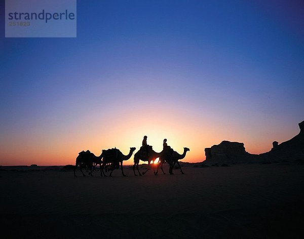 10437905  Nachleuchten  Alpenglühen  Ägypten  Nordafrika  Kameltrekking  Kamel  Wohnwagen  Kontur  trekking  weiße  Wüste