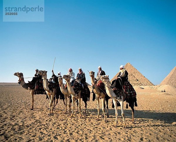 10614926  Ägypten  Nordafrika  einheimischen  Gizeh  Kamel  Pyramiden  Fahrer  sechs  Tourist Kamele