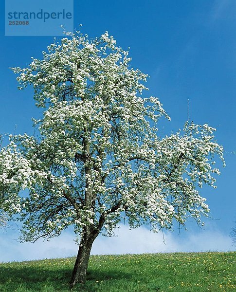 Birnbaum Europa Baum Himmel Blüte Wiese Schweiz Kanton Zug