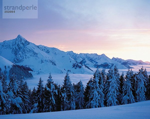 Landschaftlich schön landschaftlich reizvoll Europa Berg Alpen Tanne Abenddämmerung Stimmung Schweiz Dämmerung Nebelmeer