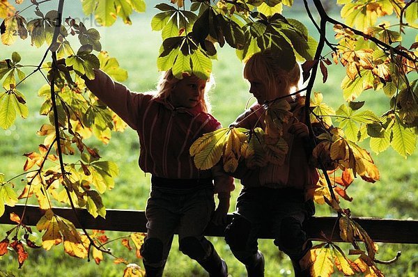 10010693  außerhalb  Kind  Kinder  Herbst  Baum  Laub Blatt  Natur  Kontur  Sit  Zaun