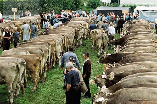 Hausrind Hausrinder Kuh Europa Stein Rind Landwirtin Folklore Schweiz