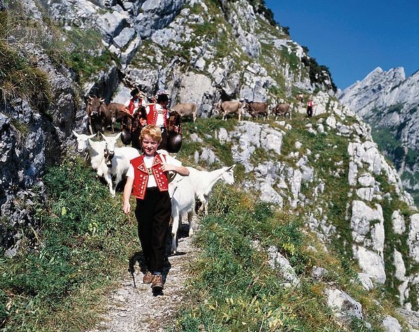 10074518  Alp  Alp  Abzug  Folklore  Tradition  Nanny Ziegen  Geißen  Berge  Appenzell  Schweiz  Europa  junge