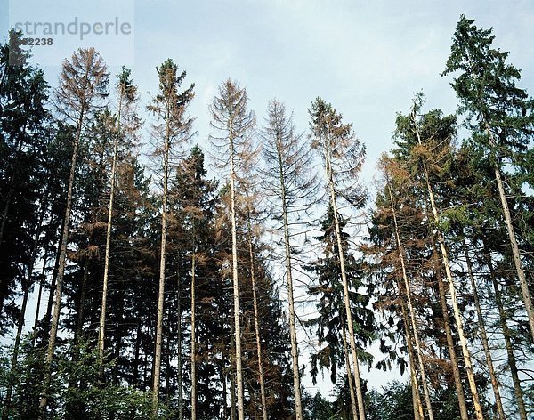 Glatze kahl Problem Baum Umwelt Wald Holz Nadelbaum Tanne