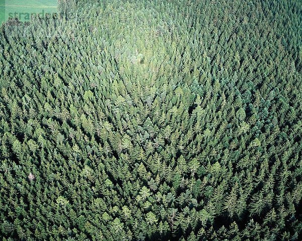 Wald Holz Fichte Luftbild Nadelwald Forstwirtschaft