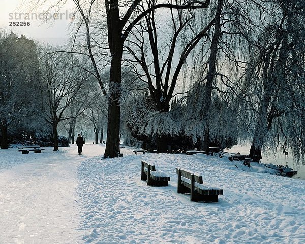 10121834  Bäume  Park  Schnee  Kinderwagen  Weg  Winter