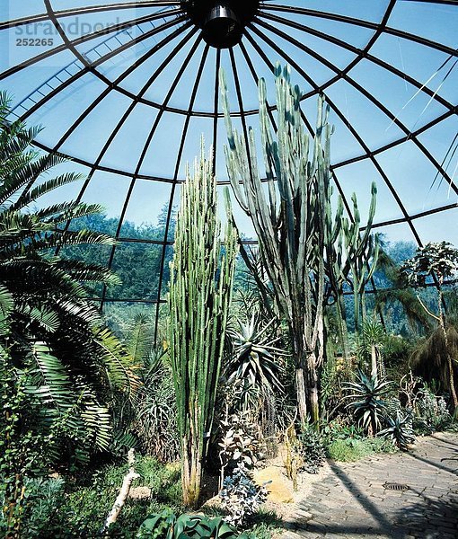 Botanischer Garten Botanische Europa Stadt Großstadt Pflanze Kaktus Treibhaus Schweiz Zürich
