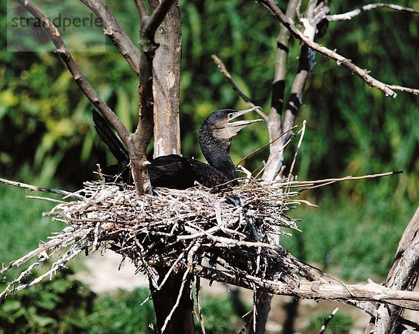 10159307  Nest  Sit  Baum  Kormoran  Wasservögel  Vogel  das Nest von Vogel