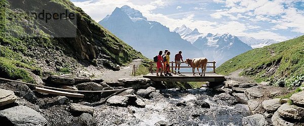 Hausrind Hausrinder Kuh Berg Alpen Kuh