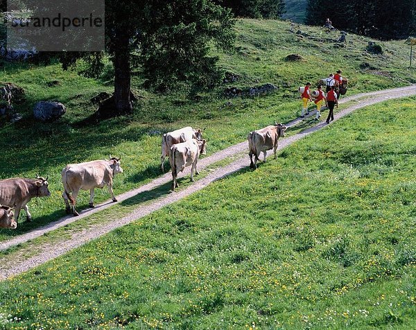 10462985  Folklore  Tradition  Almen  Alp  Aufzug  Appenzell  Aufstieg  Förderung  Landwirte  Kühe  keine Modellfreigabe  Sw