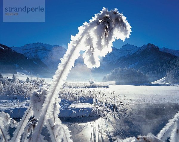 Landschaftlich schön landschaftlich reizvoll Berg See Meer Eis Pflanze Alpen Gegenlicht Frost Kanton Bern Bergsee Schweiz
