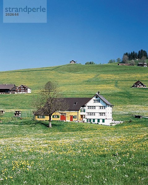 10578870  Appenzell  Bauernhof  Frühlingswiese  Frühling  Bauernhof  gelb  Scheune  Hügel  Schweiz  Europa  typische
