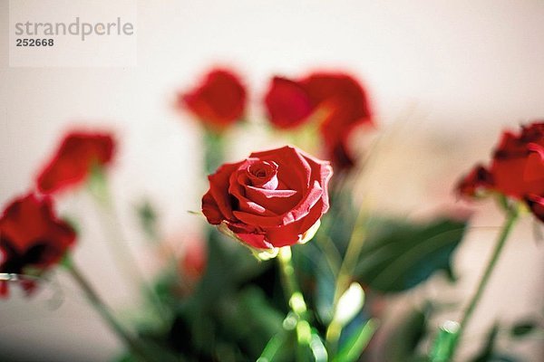 10595795  Blumenstrauß  Pflanzen  Blumen blühen  Polka  Hintergrund  Blumen  verschwommen  innerhalb  Rosen  rot