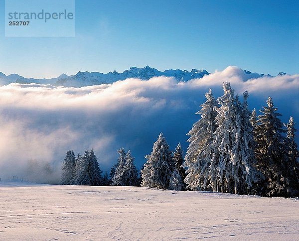 Panorama Landschaftlich schön landschaftlich reizvoll Europa Berg Winter Nebel Kanton Luzern Stimmung Schnee Schweiz Nebelmeer