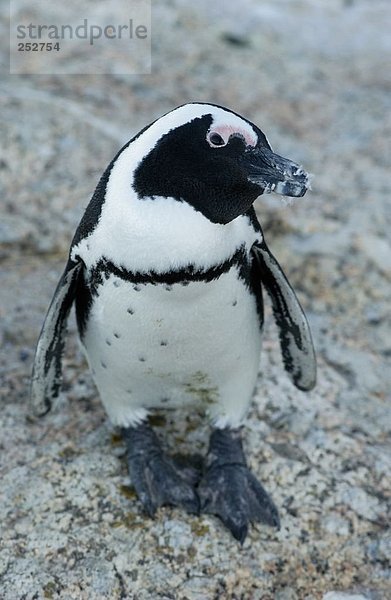 Nahaufnahme von Jackass Penguin (Spheniscus Demersus) auf Boulder  Cape Town  Südafrika
